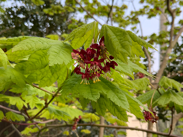 ハウチワカエデの花