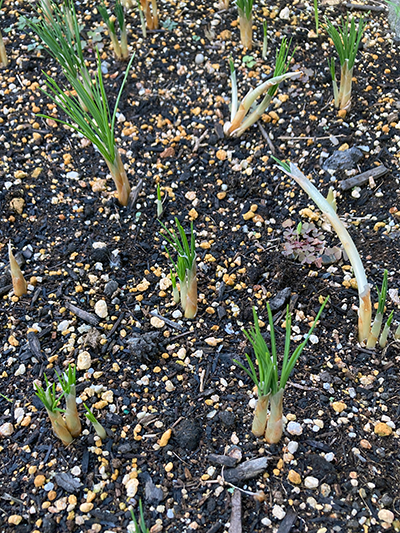 サフランの新芽