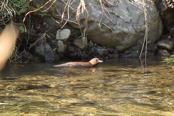 カワガラス水泳