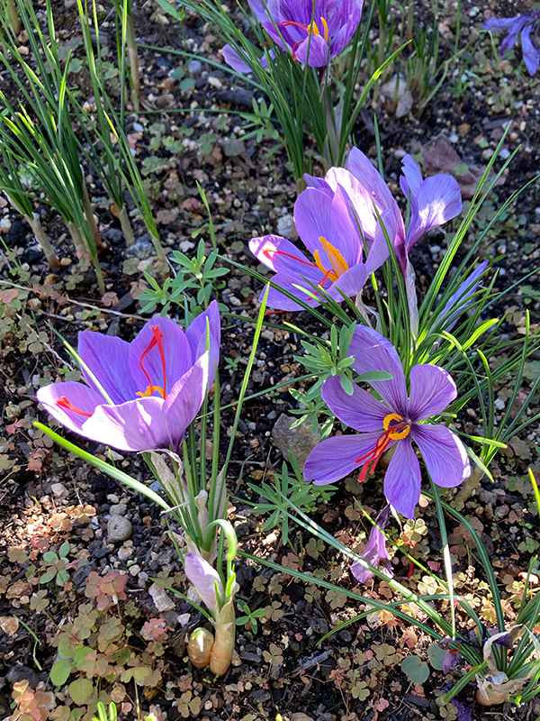 サフランの花