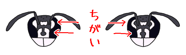 クロスズメバチとシダクロスズメバチの違い